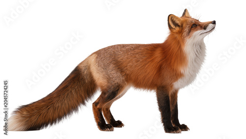 Tableau sur toile Red fox standing profile view looking up