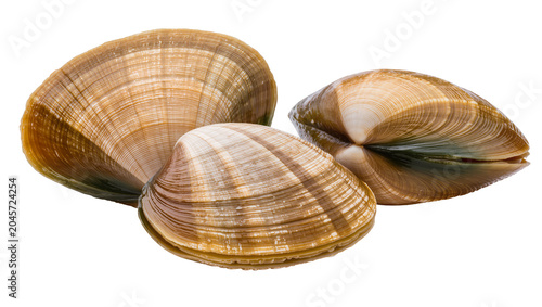 Konstfotografi Three raw clams with textured shells and brown and white stripes