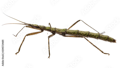 Photos Green stick insect with long antennae and legs