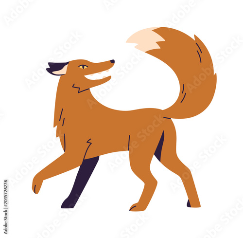 Fox walking and looking back, head turned to fluffy furry tail. Wild forest a...