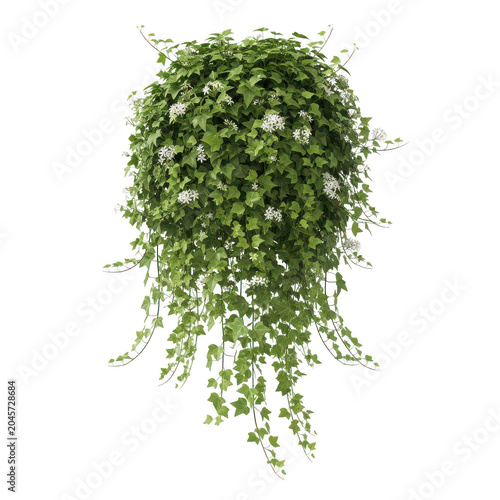 Hanging basket of lush green ivy foliage with small white flowers cascading downwards creating a natural botanical for interior isolated on a transparent background