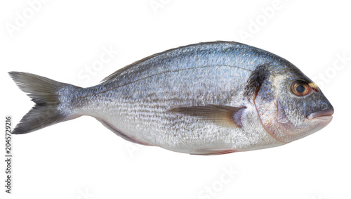Fotografie Whole raw sea bream fish with silver scales and dark markings
