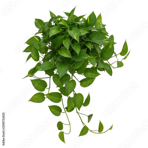 Lush pothos houseplant with trailing green leaves and variegated foliage for indoor home decoration and natural botanical interior style isolated on a transparent background