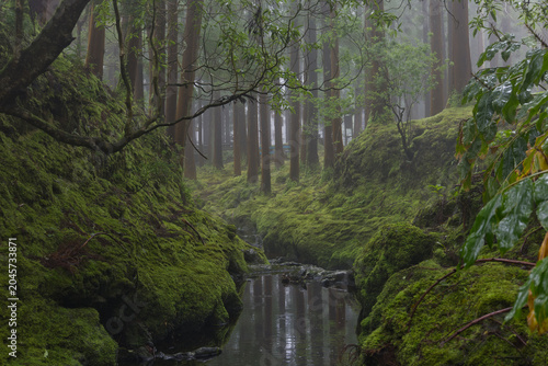 Photos Misty mossy forest creek on terceira island azores portugal