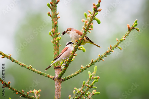 Red-backed shrike, Lanius collurio. A young bird chick has got food from male bird.