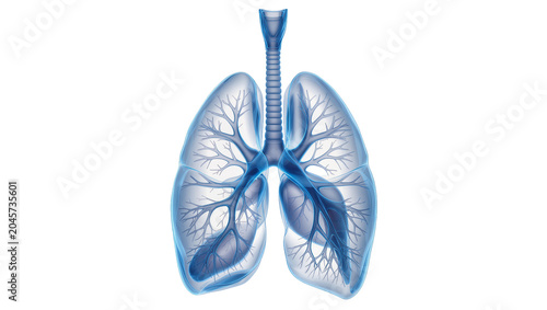 Bild auf Leinwand Transparent blue human lungs with trachea and bronchi, isolated on transparent b