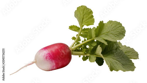 Fresh red and white radish with green leaves, isolated on transparent background