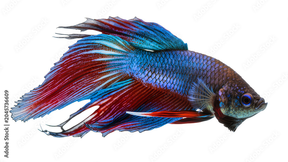 Fototapeta premium Vibrant Siamese fighting fish with flowing red and blue fins, isolated on transparent background