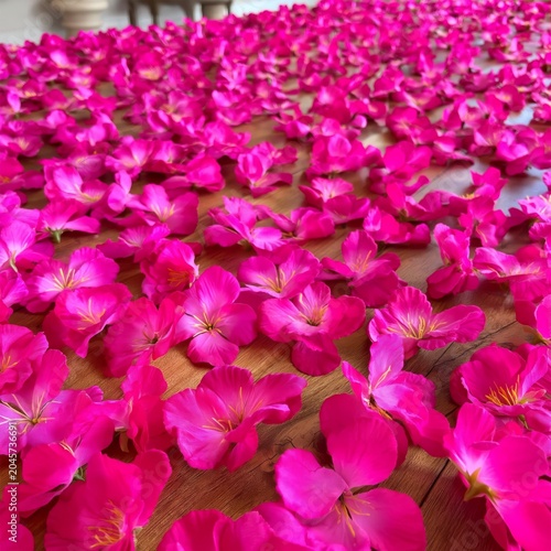 Pink Flower Petals Spread Across a Wooden Floor for Decoration During an Indo...