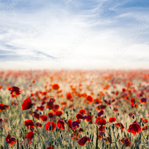 red poppy flowers among green prairie at the sunset