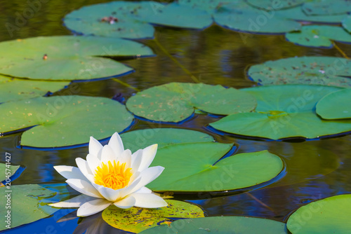 closeup heap of white lilies float in the lake