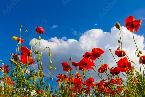 wide red poppy flowers among green prairie under blue cloudy sky