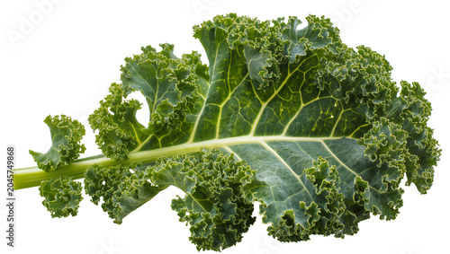 Foto Curly green kale leaf with thick stem and prominent veins