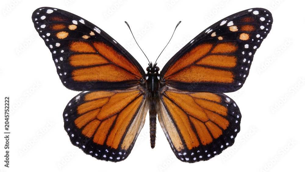 Obraz premium Monarch butterfly with orange black, and white wings