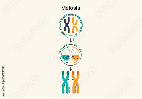 Obraz na plátne Scientific Illustration of Meiosis Cell Division Process showing Chromosome Cros