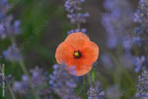 poppy, orange poppy, lavender, flower, bloom, blossom, garden, floral, nature, summer, colorful,
vibrant, purple flowers, bokeh, selective focus, macro, close up, wildflower, botanical, petals,
natura