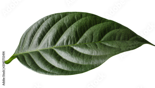 Tableau sur toile Large green leaf with prominent veins and textured surface