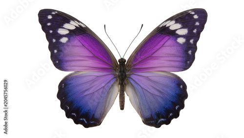 Photos Purple and blue morpho butterfly with white spots