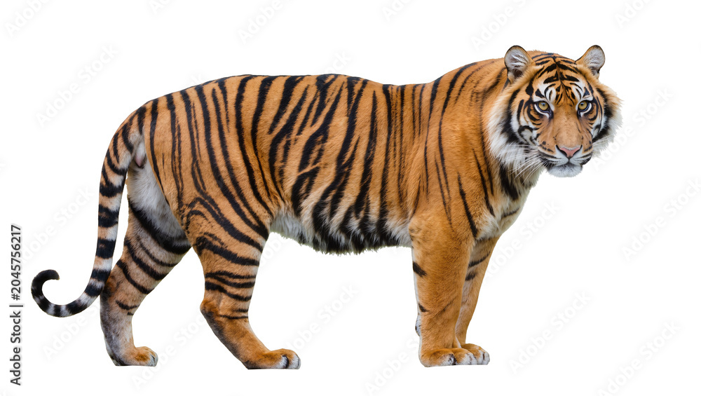 Obraz premium Bengal tiger with orange fur and black stripes standing