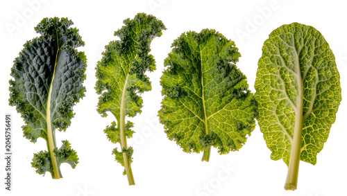 Obraz na plátne Four fresh green kale leaves with textured surfaces and prominent veins