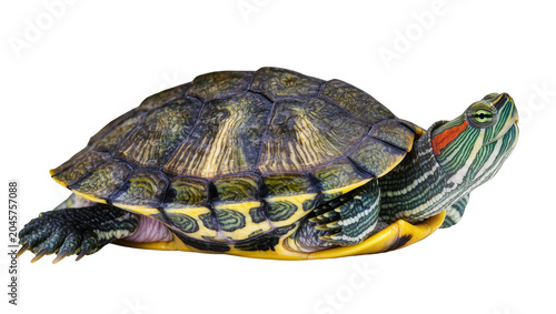 Foto Red-eared slider turtle with detailed shell and striped head