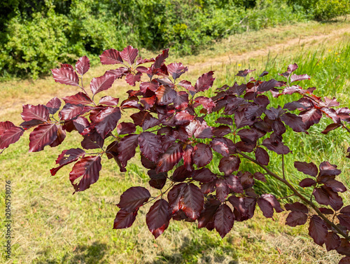 Buche, Blätter, Natur, Zweig, Baum
