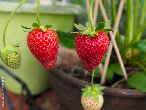 Erdbeere, BIO, Beere, lecker, Frucht, Garten