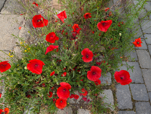 Mohnblumen, Blüten, Pflanzen, Natur, schön