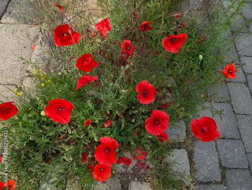 Mohnblumen, Blüten, Pflanzen, Natur, schön