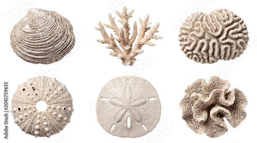 Slika na platnu Assortment of dried white sea shells and intricate corals, showcasing diverse marine life textures on transparent