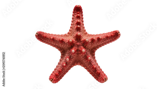 Fotografija Red starfish with five arms and white bumps