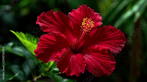 Beautiful red hibiscus flower with delicate petals in close up