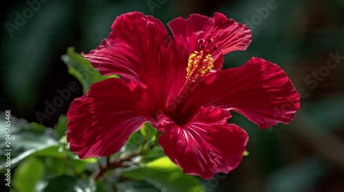 Vibrant red hibiscus flower blooming in a lush garden