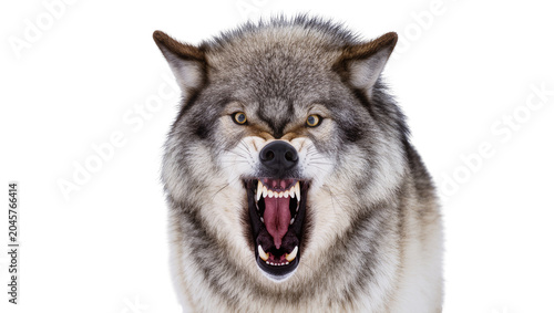 Konstfotografi Fierce grey wolf snarling with bared teeth, isolated on transparent background