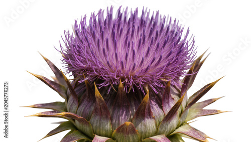 Fotografia Purple thistle flower bud with sharp green and purple bracts, isolated on transp