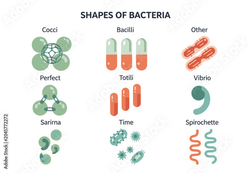 Foto Educational Infographic of Bacteria Shapes and Morphologies - Flat Vector Illust