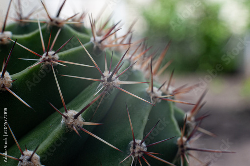 Cactus Spines Macro Close Up Nature Background.