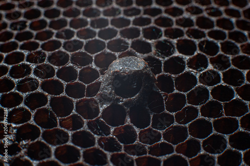 Queen bee cell on honeycomb close up.