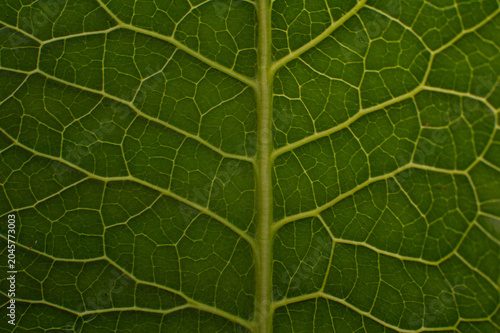 Green Leaf Veins Macro Texture Background.