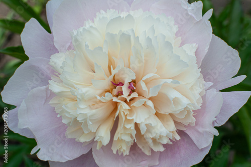 White Peony Flower Bloom Close Up.
