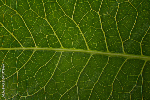 Leaf Texture With Detailed Vein Structure.