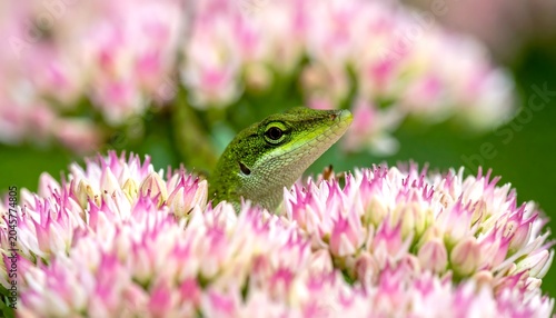 A vibrant, green lizard peeks out from a cluster of pink and white flowers, capturing a moment of nature's beauty