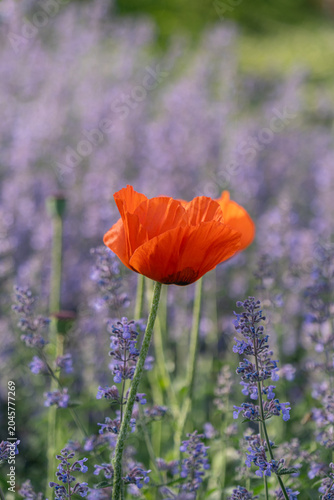 Single orange poppy flower blooming among purple lavender blossoms in a
summer garden with soft bokeh background and natural light.