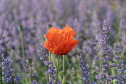 Single orange poppy flower surrounded by purple lavender
blossoms in a colorful summer garden. Selective focus and soft bokeh background.
Keywords: poppy, orange poppy, lavender, flower, bloom, blosso