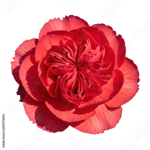 Close-up of a red rose in full bloom