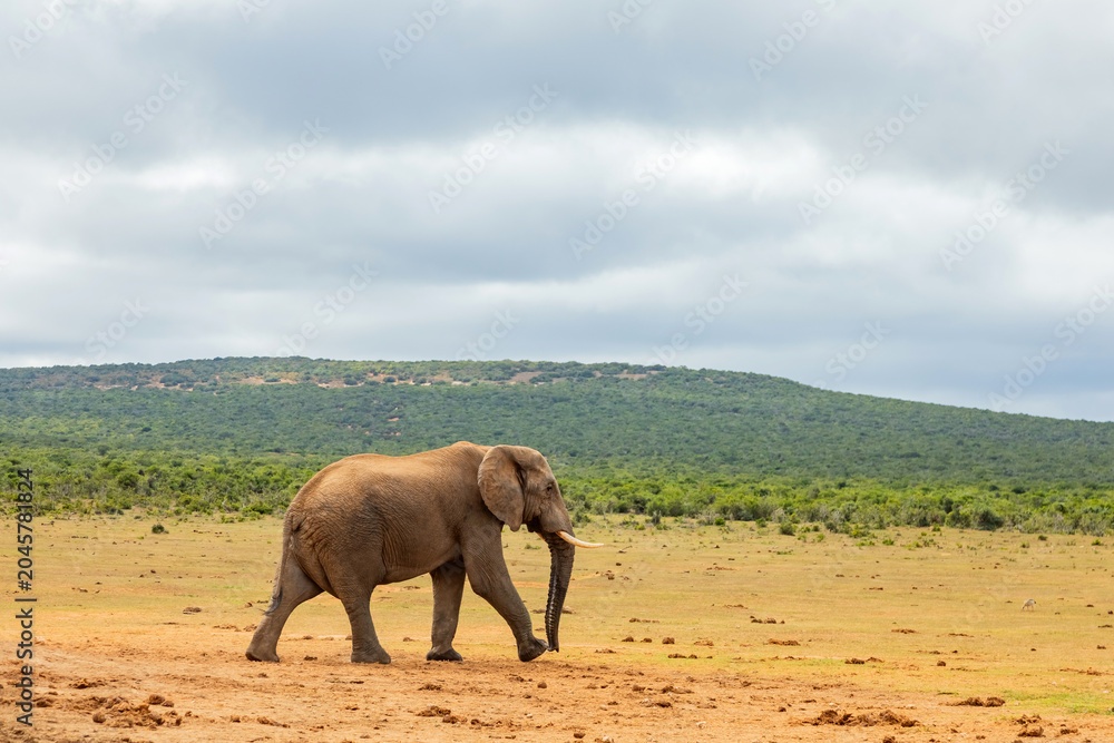 Fototapeta premium Elephant in Addo Elephant Safari Park