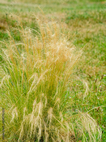 Mexican feather grass (Stipa or nassella tenuissima). Long, soft, silky spikes of green, pale blond, golden, and bronze flowers, slightly curved towards the ground