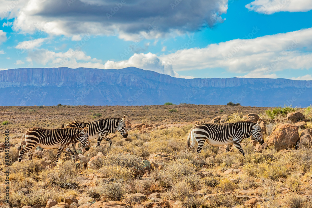 Obraz premium Mountain Zebra grazing in Karoo game reserve