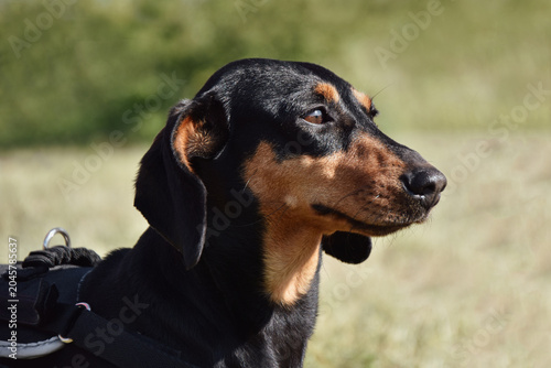 Miniature dachshund closeup outdoor portrait