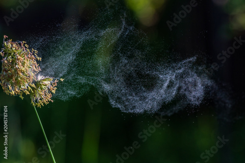Flowering cocksfoot grass releasing airborne pollen. Macro image illustrating seasonal allergies, hay fever symptoms, respiratory health and environmental exposure.